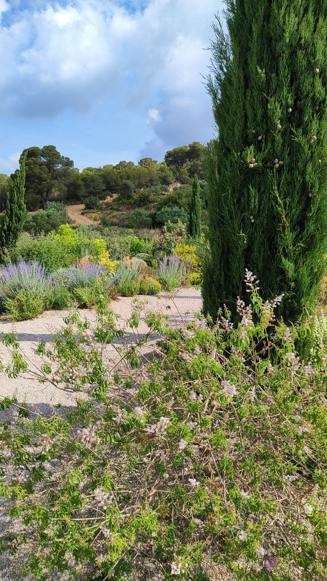 Jardín mediterráneo sostenible de bajo consumo hídrico
