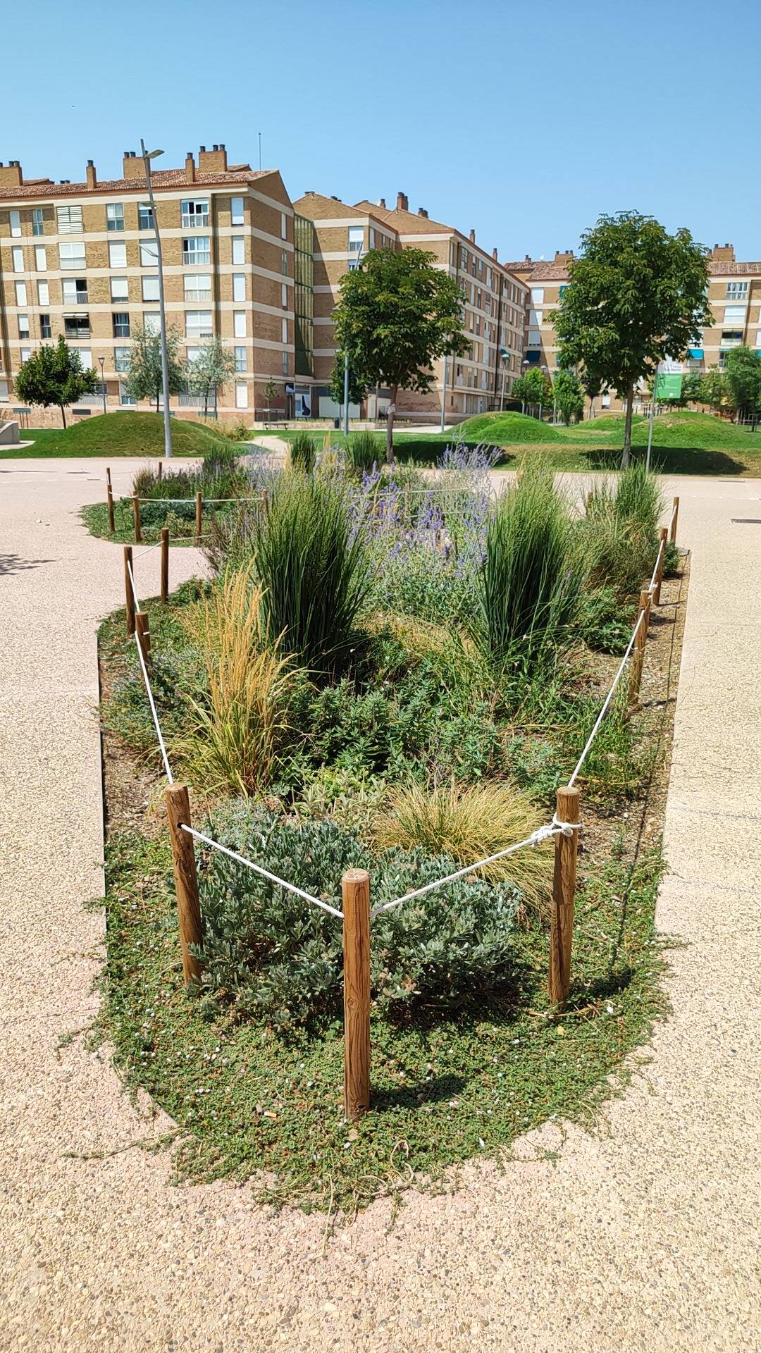Humedal urbano con vegetación nativa y edificios de fondo, ejemplo de biodiversidad urbana